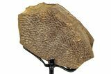 Fossil Turtle Shell Section w/ Metal Stand - South Dakota #339085-1